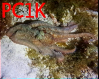 PC1K: 2025-09-28 de PI1DFT