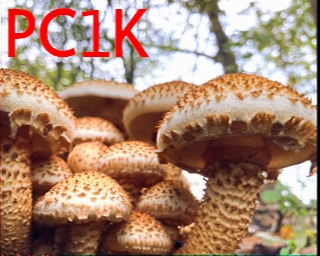 PC1K: 2025-11-03 de PI1DFT